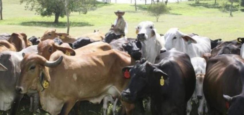 Imagen de la noticia: Sector ganadero venezolano se declara en ‘parálisis técnica’ por escasez de diésel