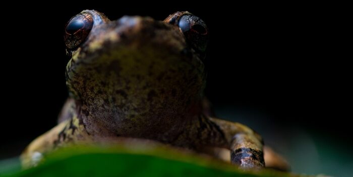 Imagen de la noticia: Descubren nueva especie de rana: La «Pristimantis lojanus»