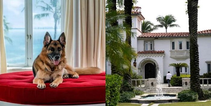 Imagen de la noticia: Ponen en venta la casa en Miami del perro más rico del mundo