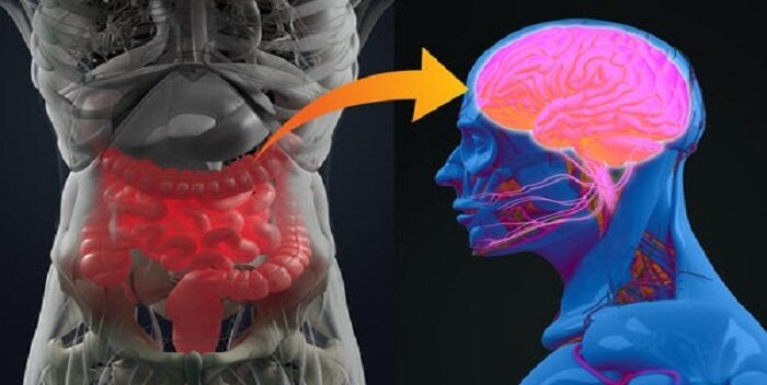 Imagen de la noticia: Un estudio genético revela la relación entre la salud del cerebro e intestino