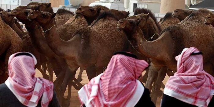 Imagen de la noticia: Descalifican a 43 camellos de concurso de belleza por llevar bótox