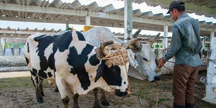 Imagen de la noticia: Hombre interpuso una denuncia a sus cuatro vacas por no dar leche