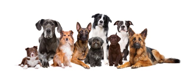 Imagen de la noticia: Un año de perro no equivale a 7 años humanos. ¡Conoce cómo envejecen!
