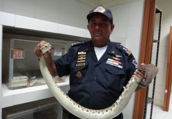 Imagen de la noticia: Municipio Valmore Rodríguez: Serpiente Guayacán muerde a un hombre en Bachaquero
