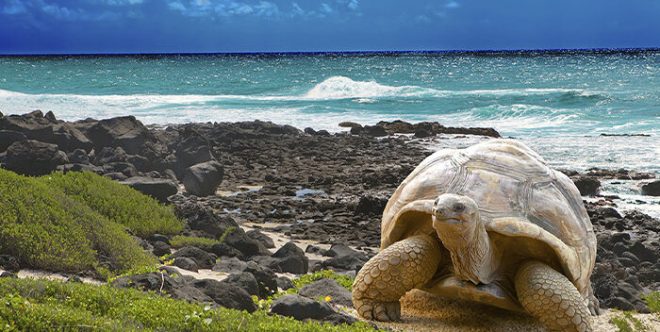 Imagen de la noticia: Identifican a tortuga gigante de Galápagos con otra extinta hace un siglo