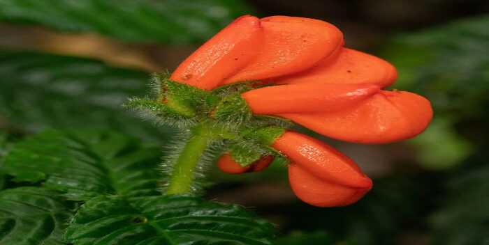 Imagen de la noticia: Redescubren en Ecuador una flor que se creía extinta