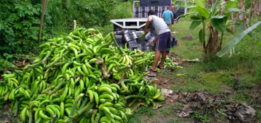 Imagen de la noticia: Yurimar Quintero: “Producto de las fuertes precipitaciones se espera una baja oferta de plátano en el mercado”