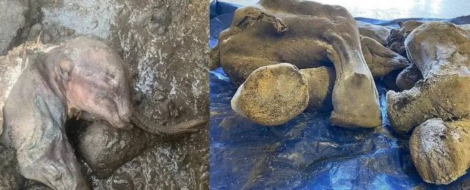 Imagen de la noticia: Minero encontró los restos intactos de un mamut bebé con 35 mil años de antigüedad