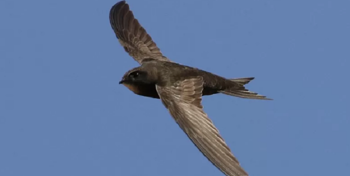 Imagen de la noticia: Vencejo , el ave que puede estar hasta 10 meses en el aire