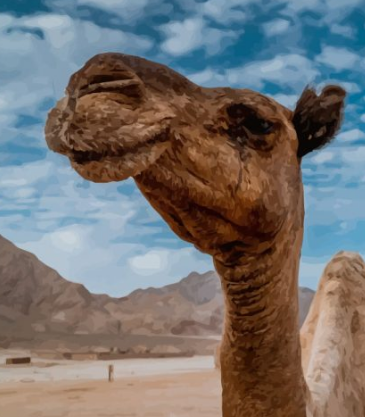 Imagen de la noticia: ¿Por qué los camellos aguantan tanto tiempo sin beber agua?