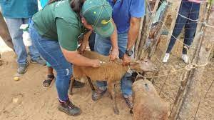 Imagen de la noticia: Municipio Maracaibo: Alcaldía dio inicio a la segunda jornada de vacunación a 5 mil animales