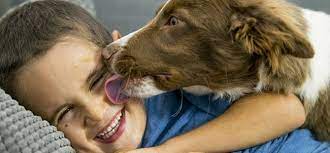 Imagen de la noticia: ¿Deberías dejar que tu perro te lama en la cara?