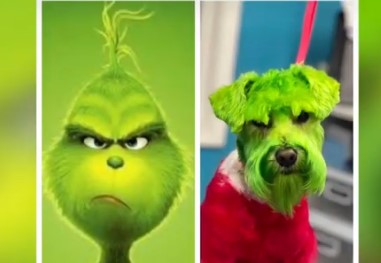 Imagen de la noticia: Visten y maquillan a un canino como el Grinch para celebrar la navidad