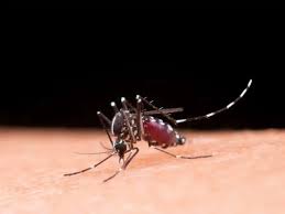 Imagen de la noticia: Zulia: Brote de dengue deja una niña fallecida y 13 menores hospitalizados