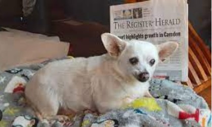 Imagen de la noticia: Spike, el perro más viejo del mundo