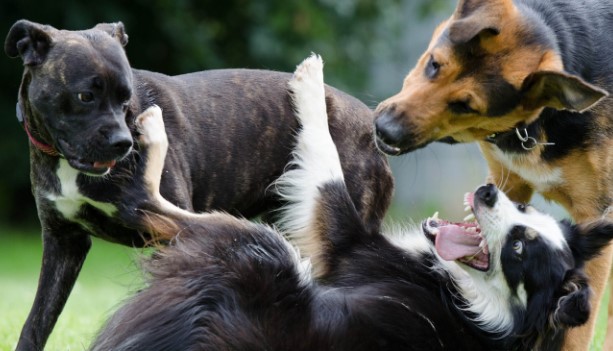 Imagen de la noticia: El lenguaje canino: ¿Por qué los perros se revuelcan?