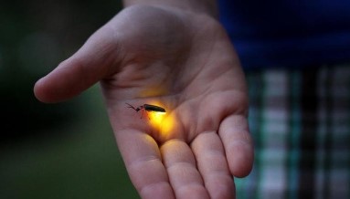 Imagen de la noticia: ¿Por qué las luciérnagas tienen luz?
