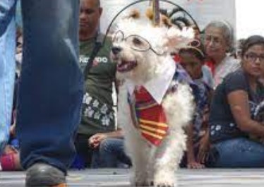 Imagen de la noticia: Municipio Maracaibo: Alcaldía invita al Desfile de Disfraces de Mascotas en Vereda del Lago