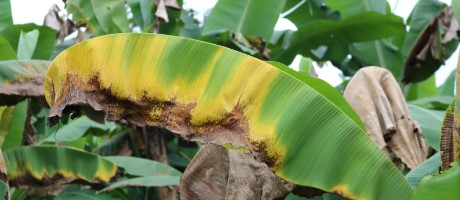 Imagen de la noticia: Declaran emergencia fitosanitaria a nivel nacional por hongo mortal para cultivo de plátanos