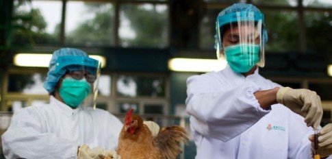 Imagen de la noticia: China: OMS anuncia la primera muerte por gripe aviar