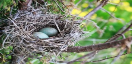 Imagen de la noticia: ¿Por qué los nidos de pájaros son tan resistentes?