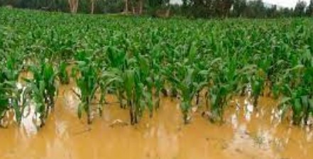 Imagen de la noticia: Fedeagro: onda tropical produce graves afectaciones en cultivos de maíz y arroz