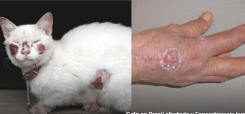 Imagen de la noticia: Chile: Detectan primer humano contagiado con peligroso hongo que ataca a gatos