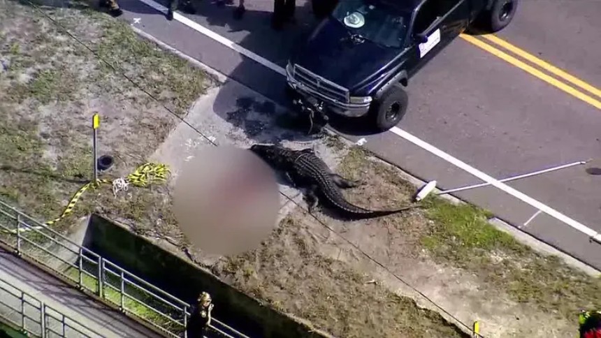 Imagen de la noticia: Encuentran a gigantesco caimán junto a un charco de sangre