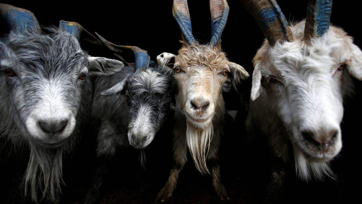 Imagen de la noticia: Las cabras son capaces de distinguir emociones en el tono de la voz humana