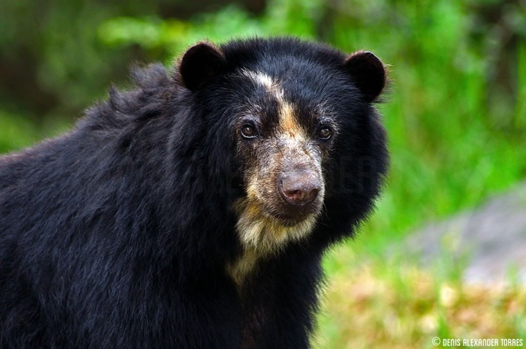 Imagen de la noticia: Fiesta del oso frontino impulsará la diversidad de la especie en Mérida