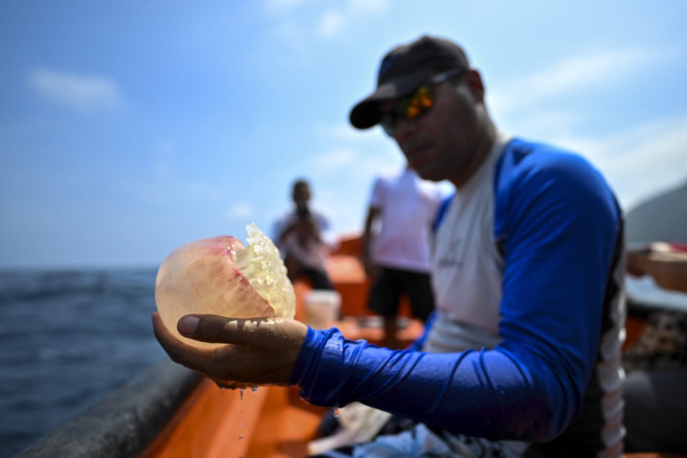 Imagen de la noticia: Brote de medusas inquieta a pescadores venezolanos